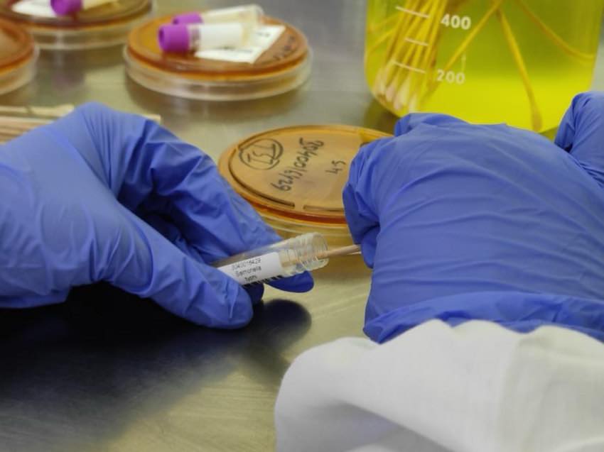 CHRF has preserved many years’ worth of Salmonella Typhi — the notorious bacteria that causes ty (1)